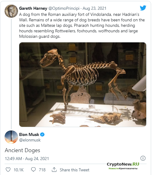 Оригинальный ход Dogecoin от Илона Маска: влияет ли это на цену DOGE?